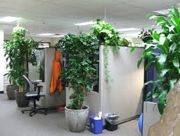 Office plants