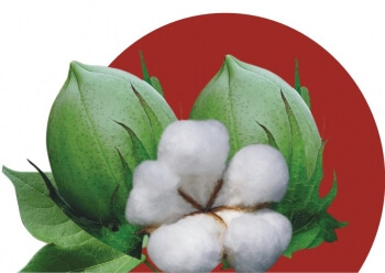 BG-II Cotton Hybrid Tukaram