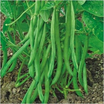 French Beans