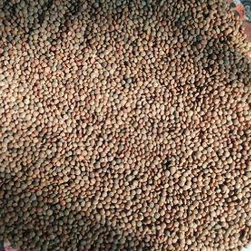 Organic Masoor Seeds, for Agriculture, Cooking, Purity : 99.9%