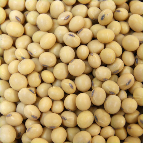 Soybean seeds