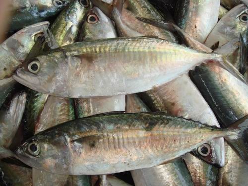 Fresh fish, for Household, Restaurant, Mess, Packaging Type : Bag, Carton