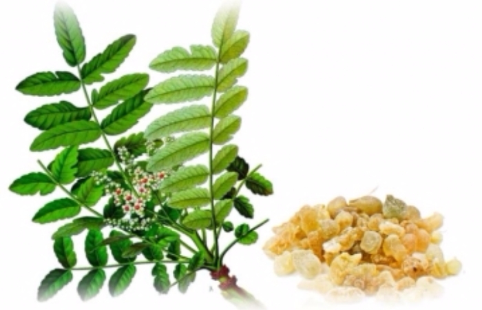 Boswellia Herbal Extracts