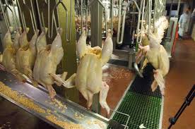 poultry processing plants