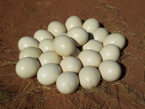 Ostrich Eggs