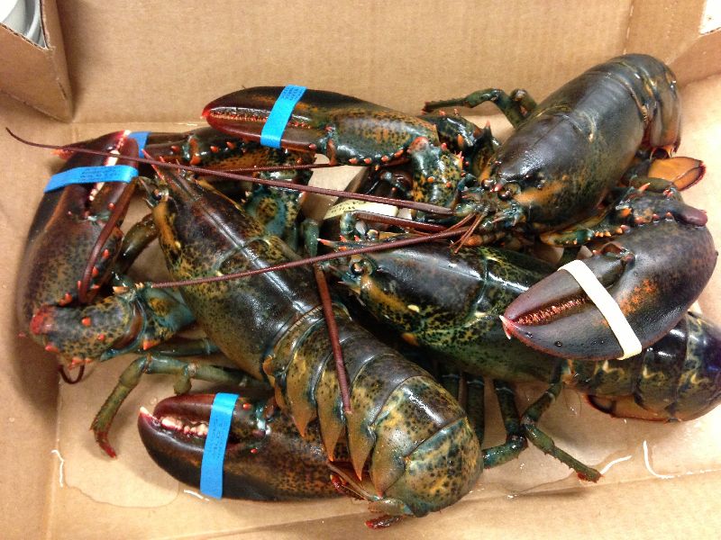 Ready Fresh Canadian Lobster