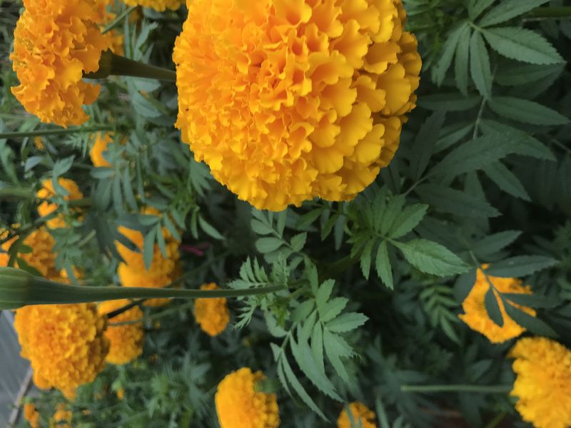 Marigold seeds Orange