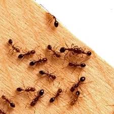 Termite Control Services in Sector 18 Gurugram