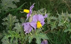 Solanum Xanthocarpum Plant