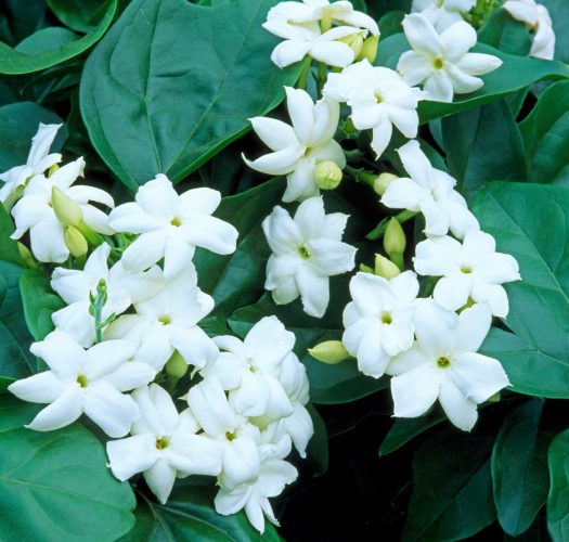 Arabian Jasmine Flower, Color : White