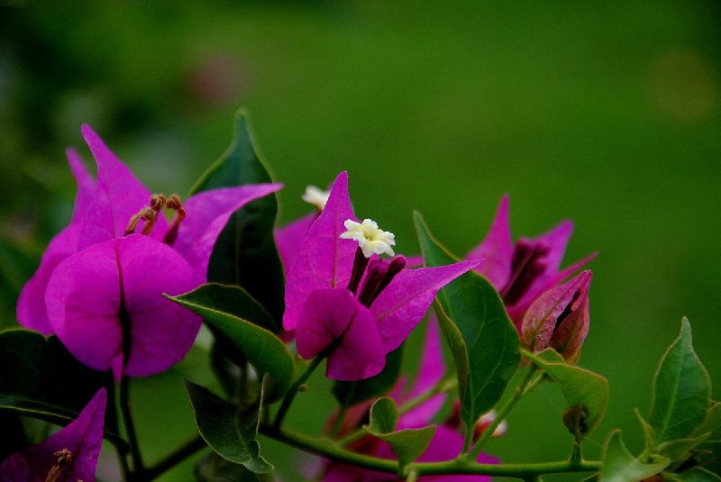 Bougainvillea flower, Color : Pink