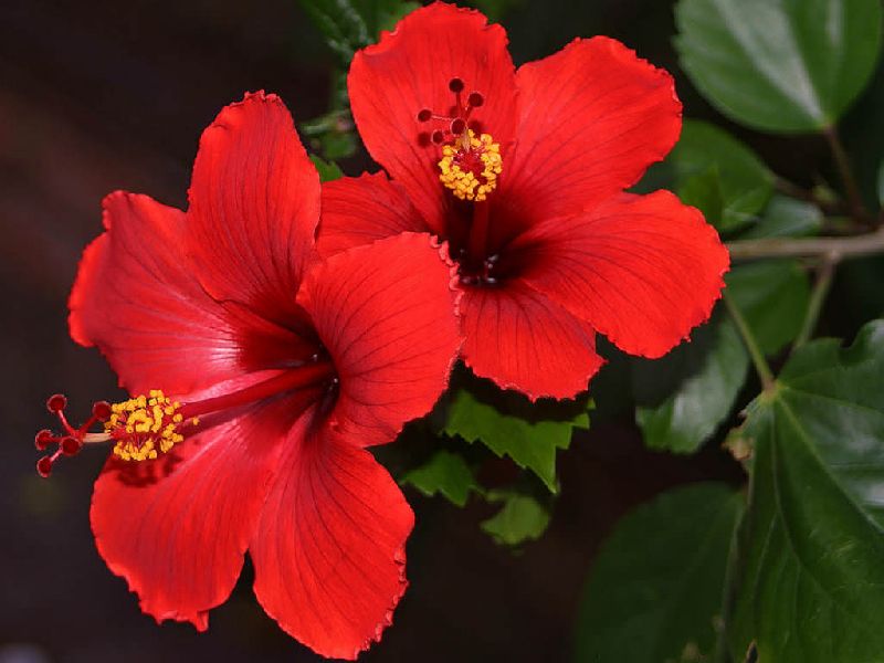 Hibiscus flower, Color : Red