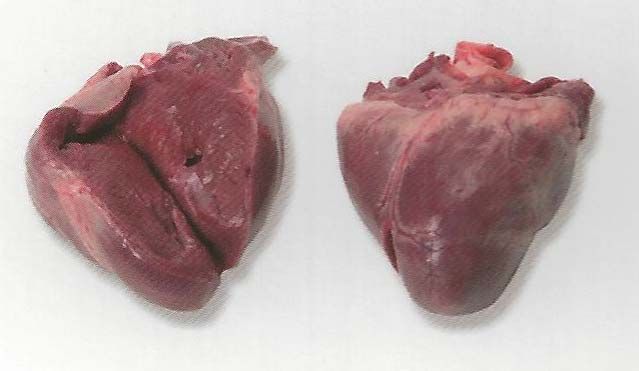 Frozen Buffalo Heart