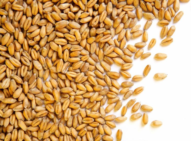 Wheat Seeds, Feature : Organic, Fresh etc