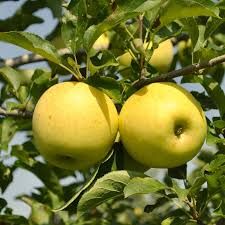 Golden Delicious Apple