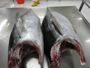 Fresh Yellowfin Tuna Fish