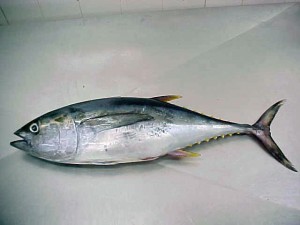 Frozen Whole Round Tuna Fish