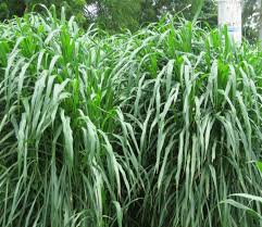 Hybrid Napier Grass
