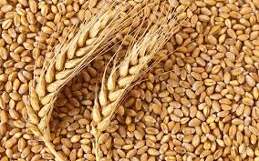273 Wheat Seeds