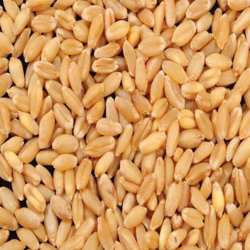 311 Shreeram Wheat Seeds, for Flour