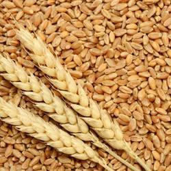 322 Wheat Seeds, for Flour