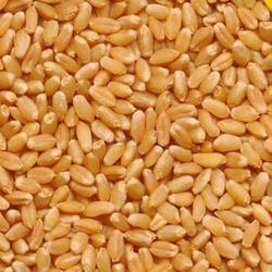 Lokvan Wheat Seeds, for Flour