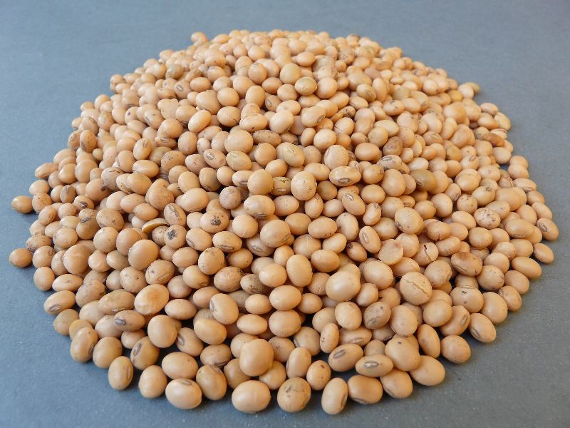 Pigeon Pea Seeds