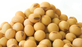 Soybean seeds, for Cooking, Feature : High Nutritional Value