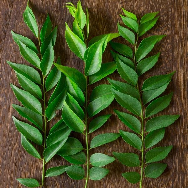 Curry Leaf, Color : Green
