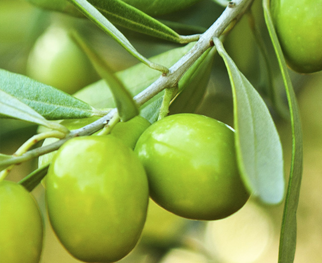 Fresh Olive, Color : Green