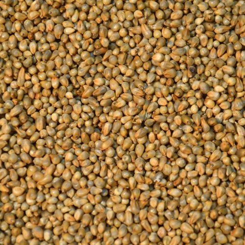 Organic Pearl Millet Seeds