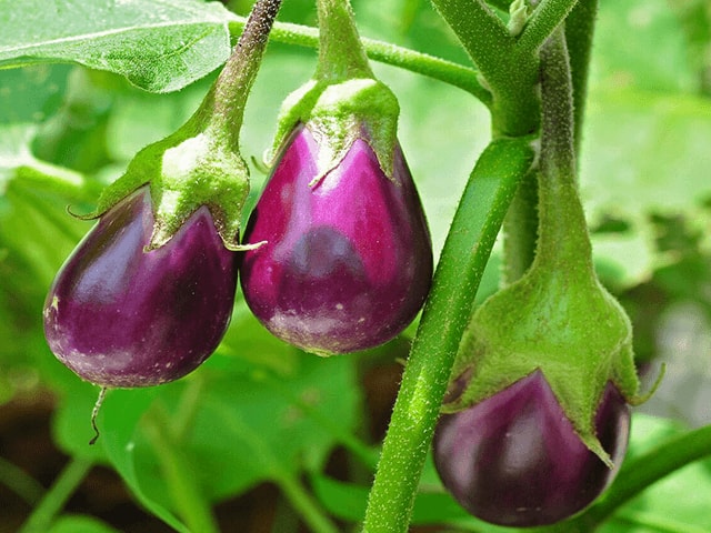 Brinjal Plant