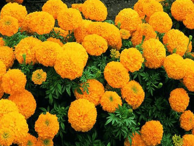 Calcutta Marigold Plant