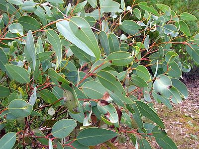 Eucalyptus Plants, Length : 8 - 12 feet