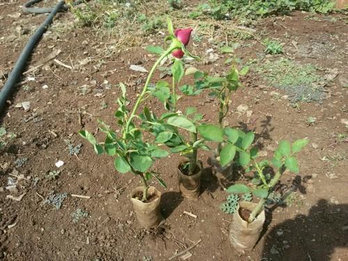 Gladiator Open Field Rose Plant at Rs 12.50 / Piece in Pune - ID: 3774024