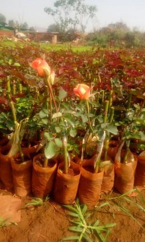 Tropical Dutch Rose Plant