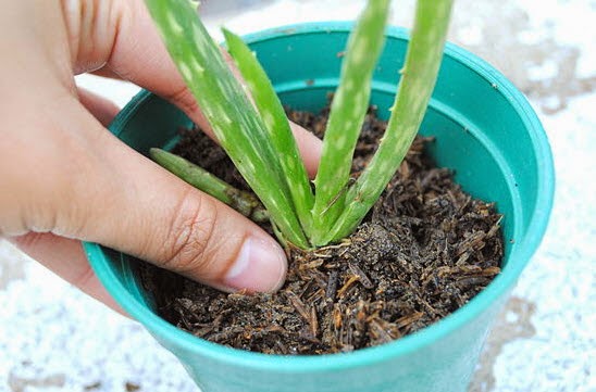 Organic Aloe Vera Plant, for Personal Care Medicinal