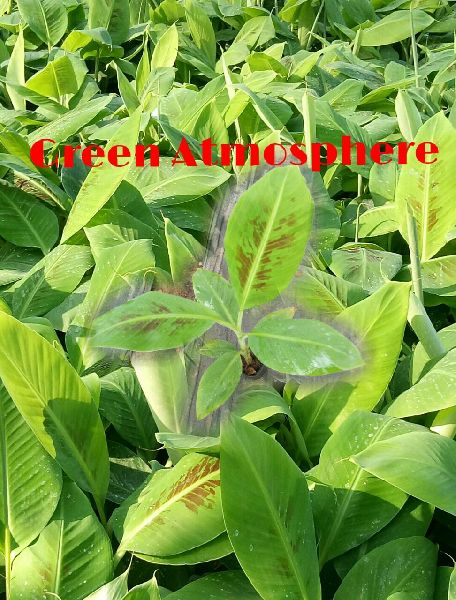 Grand naine (G9) tissue culture banana plants