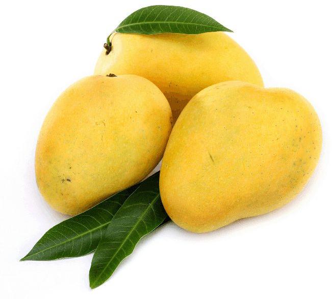 Organic Fresh Mango,fresh mango