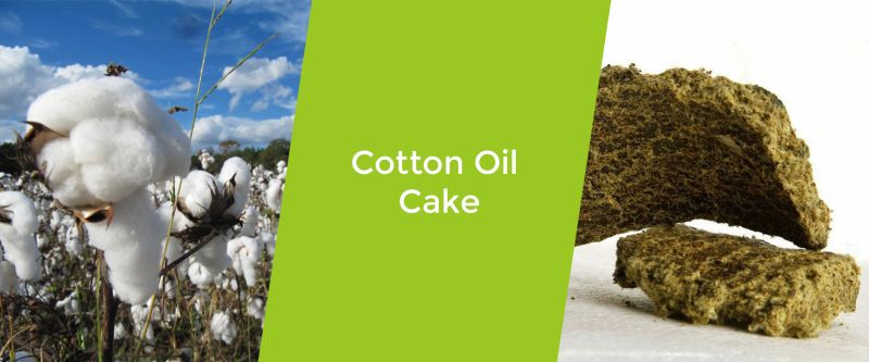 Cotton oil cake, for Animal Feed