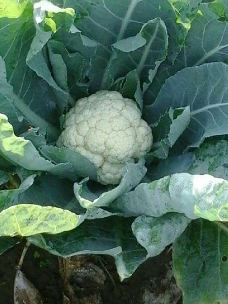 Cauliflower Seeds G-1, Color : White