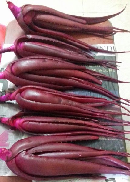 Red Aloe Vera Manufacturer In Tamil Nadu India By Jayam Global
