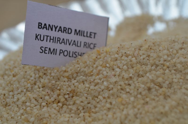 Barynard Millet Semipolished (Kuthiraivali)