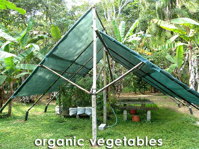 Organic Vegitables