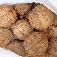 Windowfashionsindia Fresh Coconut