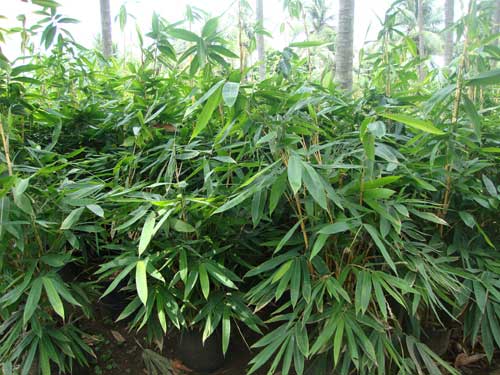 Bambusa Bambos, Color : Green