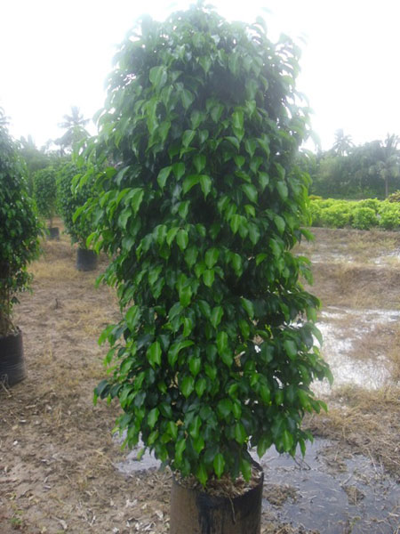 Ficus Black