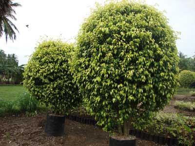 Organic Ficus Prestige, for Ayurvedic Medicine, Color : Green