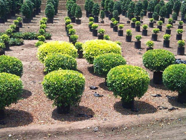 Buy Garden Plants from Greenworld Nursery, India | ID - 1705469