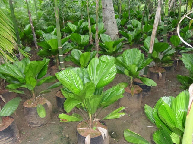 Grandis Palm Plant, for Decoration, Size : Medium, Small